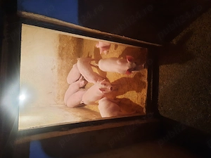 Vand purcei marele alb  - imagine 4