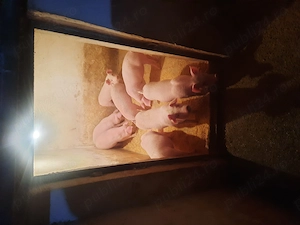 Vand purcei marele alb  - imagine 5