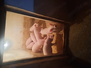 Vand purcei marele alb  - imagine 2