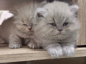 Puisori british shorthair lilac