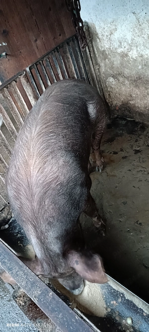 Vând scroafă de tăiat  - imagine 3