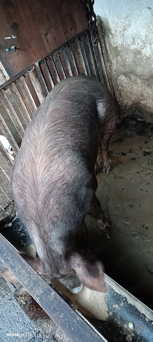 Vând scroafă de tăiat  - imagine 2