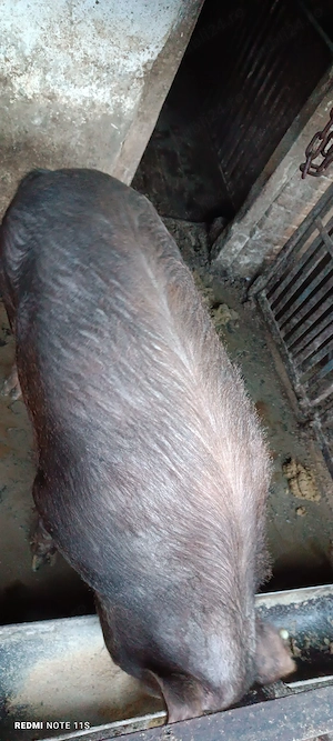 Vând scroafă de tăiat  - imagine 4