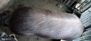 Vând scroafă de tăiat 