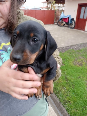 Tekel 6 saptamini vaccinat