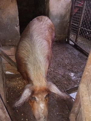 vând porci românesti - imagine 3