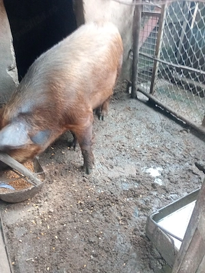 vând porci românesti - imagine 2