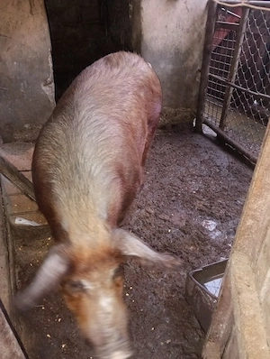 vând porci românesti - imagine 4