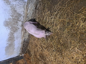 Purcel de vanzare  - imagine 5