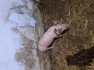 Purcel de vanzare  - imagine 3