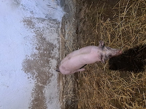 Purcel de vanzare  - imagine 2