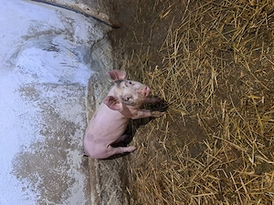 Purcel de vanzare  - imagine 4