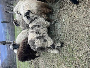 Miei pentru paste  - imagine 3