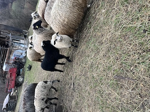 Miei pentru paste  - imagine 2