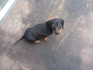 Cățel teckel negru cu pete de foc (tekel,Dachshund,techel - imagine 2