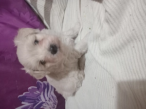 Vand bichon maltez rasa pura  - imagine 3