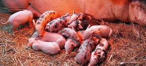 Purceii de vânzare Duroc cu Pietrain și Marele Alb 