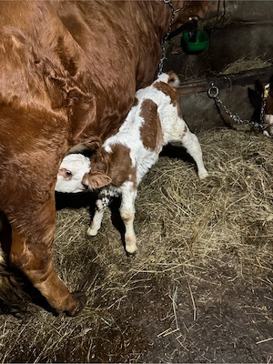 Vițea Bălțată - imagine 4