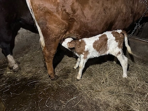 Vițea Bălțată - imagine 2