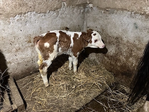 Vițea Bălțată - imagine 3