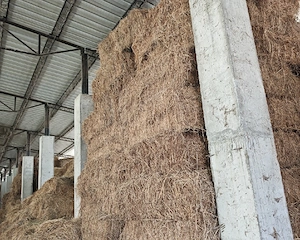 vand baloți lucerna 2025 prima coasa