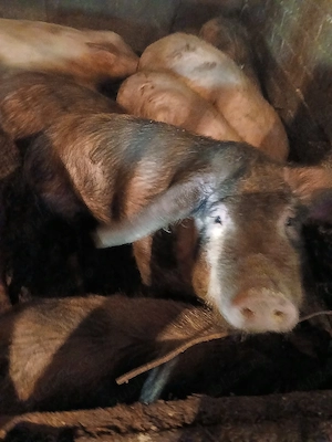 Porci de vinzare - imagine 2