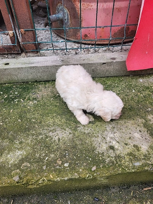 Catei caniche pitic  - imagine 4