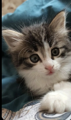 Siberiană de Pădure  - imagine 2