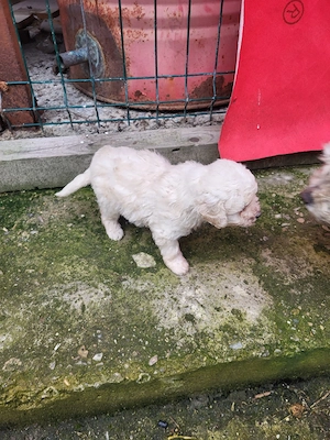 Catei caniche pitic  - imagine 2