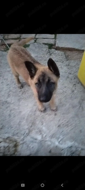 vand caine Ciobanesc belgian malinois! - imagine 2