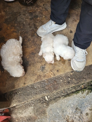 Catei caniche pitic  - imagine 3