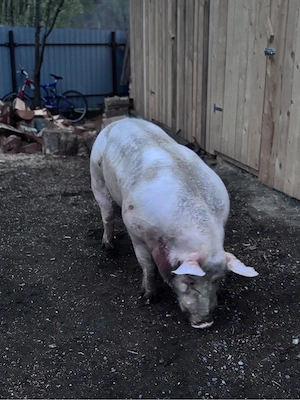 vier de vanzare ! - imagine 3