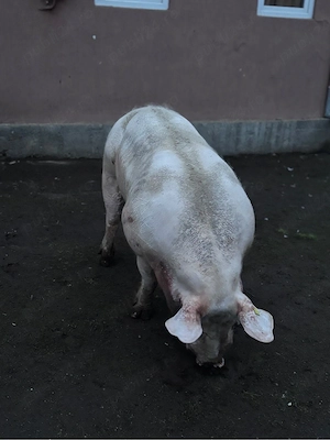 vier de vanzare ! - imagine 2