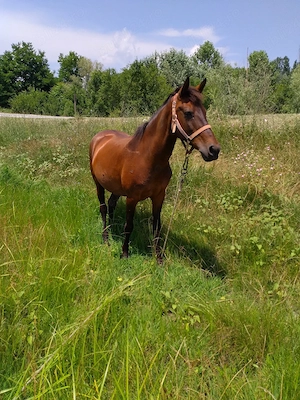 iapă trapasa de vânzare..gighera jud Dolj 