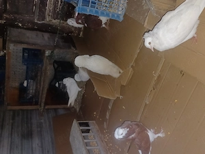 Porumbei Gulerati(Maria Stuart)