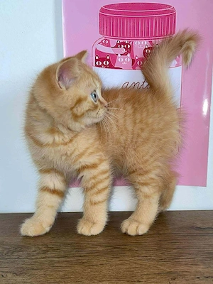British Shorthair Orange 