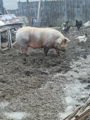 Porci de vanzare - imagine 4