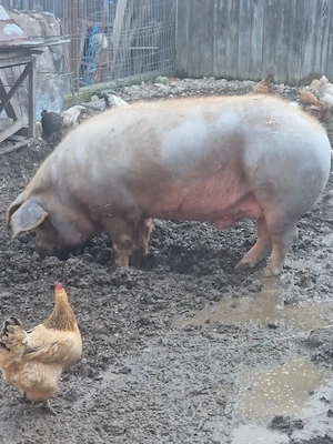 Porci de vanzare - imagine 3