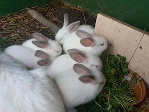 Iepurasi Urias de Transilvania - cadou de Pasti - imagine 4