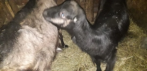 Vănd 2 capre si o iadă 