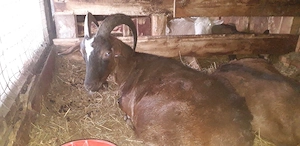 Vănd 2 capre si o iadă  - imagine 2