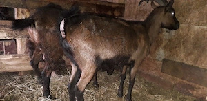 Vănd 2 capre si o iadă  - imagine 4