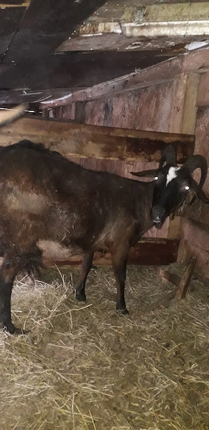 Vănd 2 capre si o iadă  - imagine 5