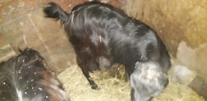 Vănd 2 capre si o iadă  - imagine 3