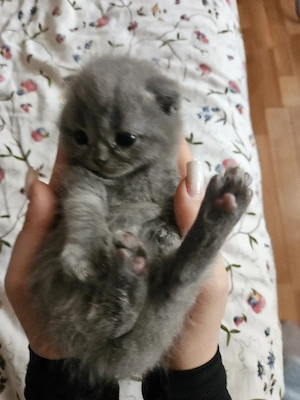 Pisici british shorthair 