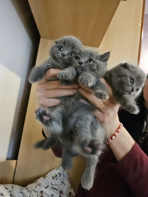 Pisici british shorthair 