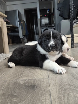 Ciobanesc asia centrala, alabai, cao - imagine 2