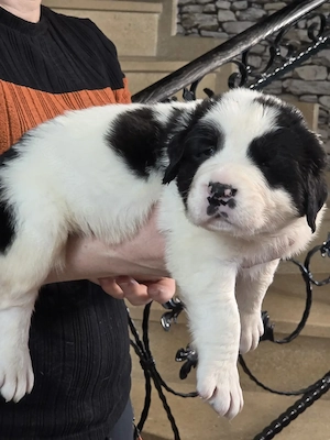 Ciobanesc asia centrala, alabai, cao - imagine 4