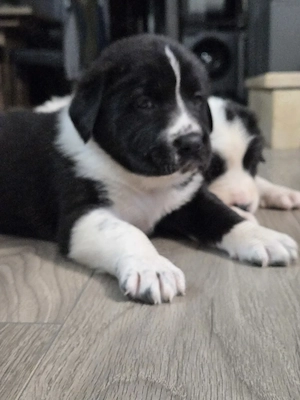 Ciobanesc asia centrala, alabai, cao - imagine 3