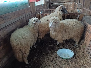 vind 3 miele de anul trecut frumoaseoase.